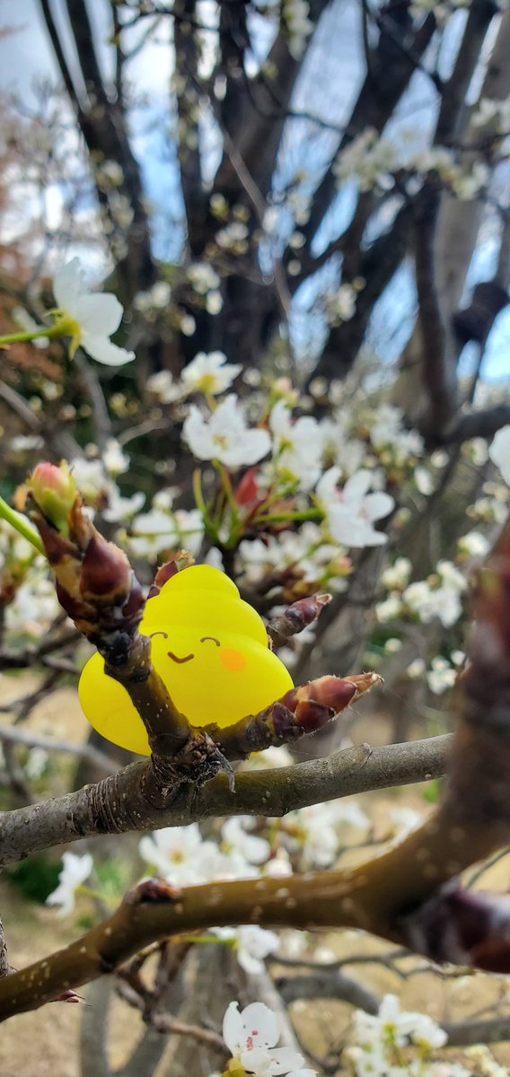 むぅたん🐥⸒⸒piyo tweet media