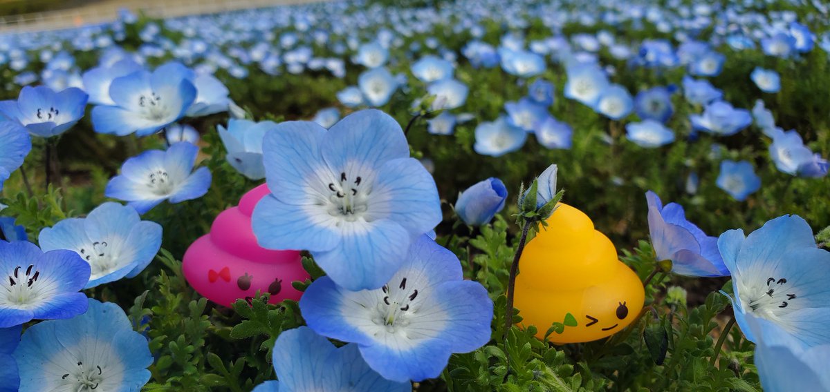 むぅたん🐥⸒⸒piyo tweet media