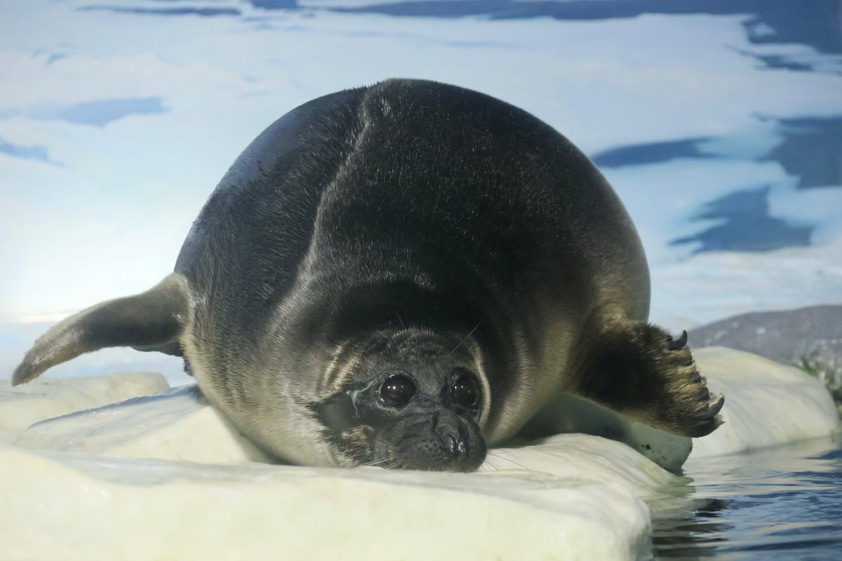 もっさん tweet media