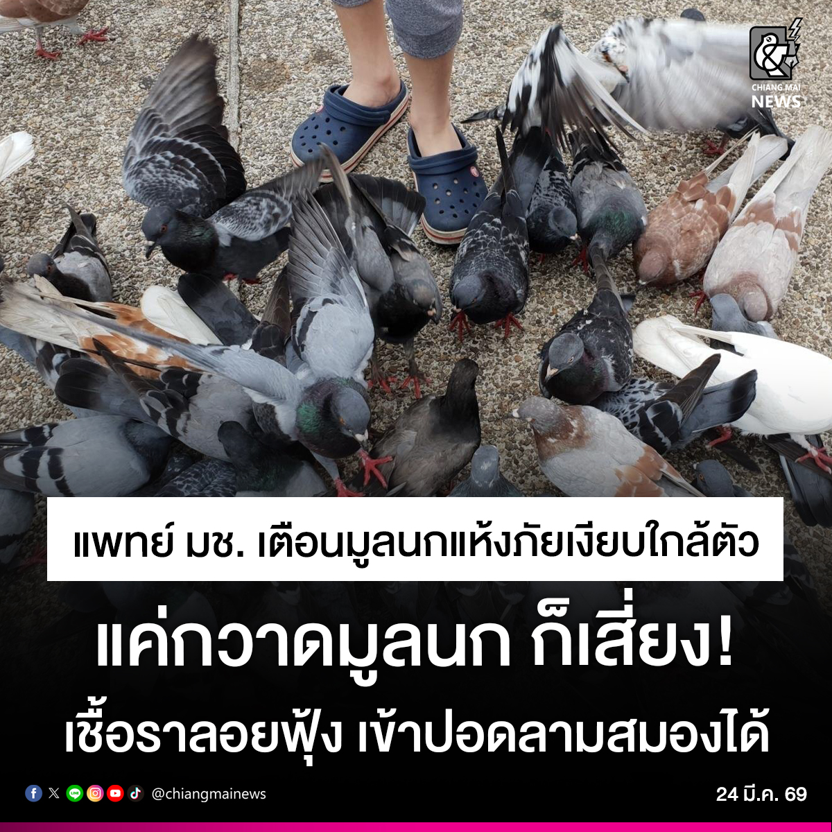 แพทย์ มช. เตือน ‼ "มูลนกแห้ง" ภัยเงียบใกล้ตัวไม่ควรมองข้าม แค่ยืนกวาดก็มีโอกาสเสี่ยง เชื้อราลอยฟุ้งในอากาศ เข้าไปติดเชื้อในปอดลามขึ้นสมองได้โดยไม่รู้ตัว
.
อ่านข่าวต่อใน chiangmainews.co.th/news/3903722/

#เชียงใหม่นิวส์ #chiangmainews