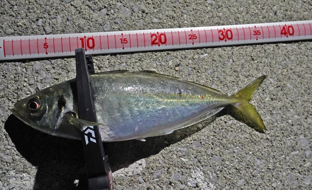 アングリングソルト tweet media