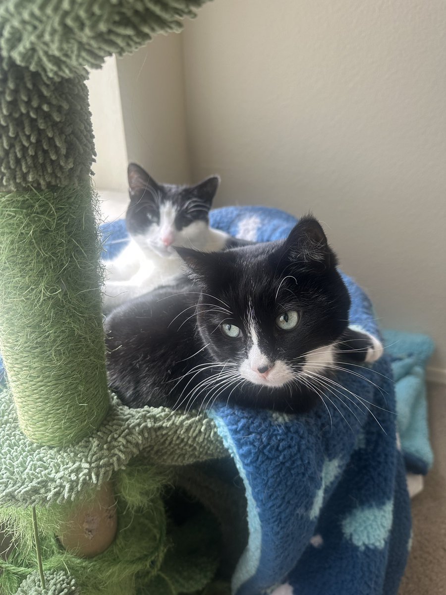 Tess - Pudding Queen tweet media