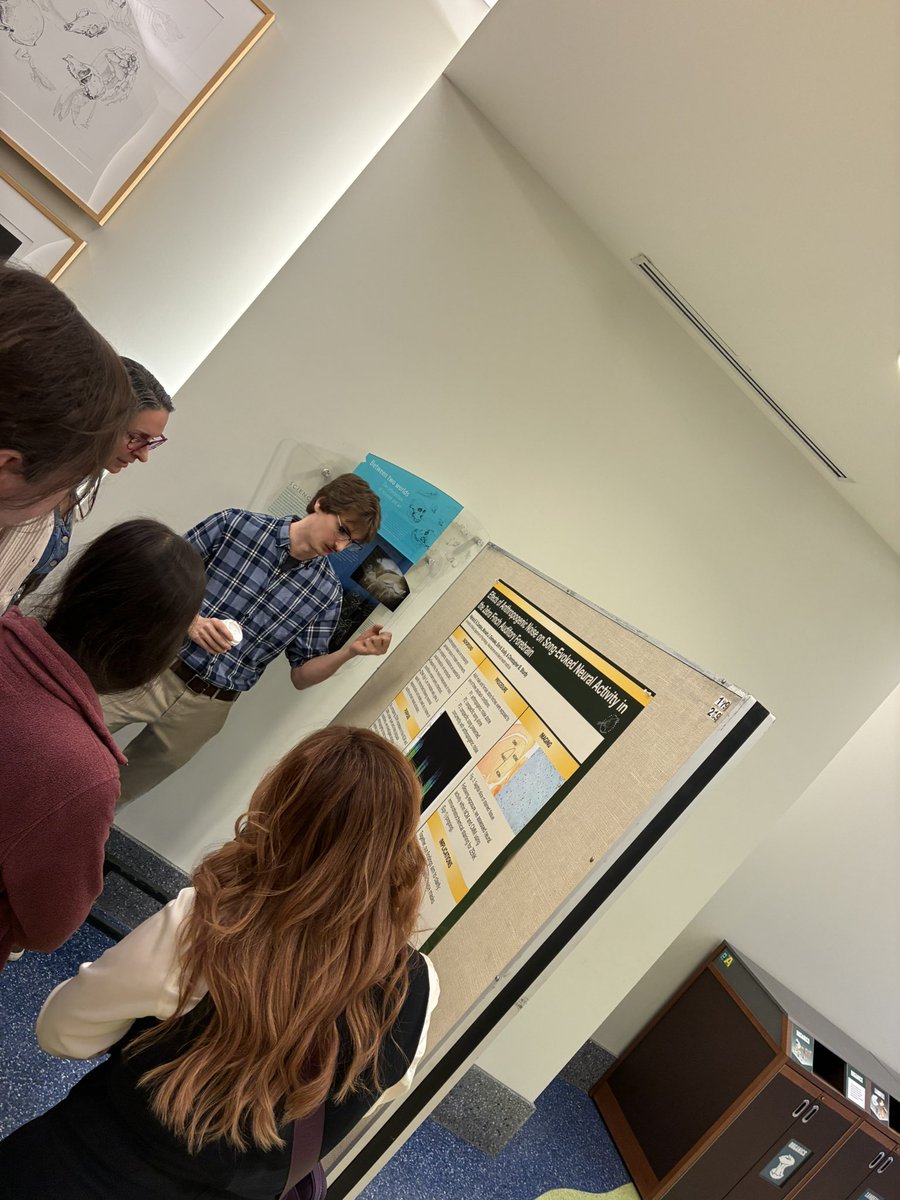 Songbird Neuroethology Laboratory tweet media