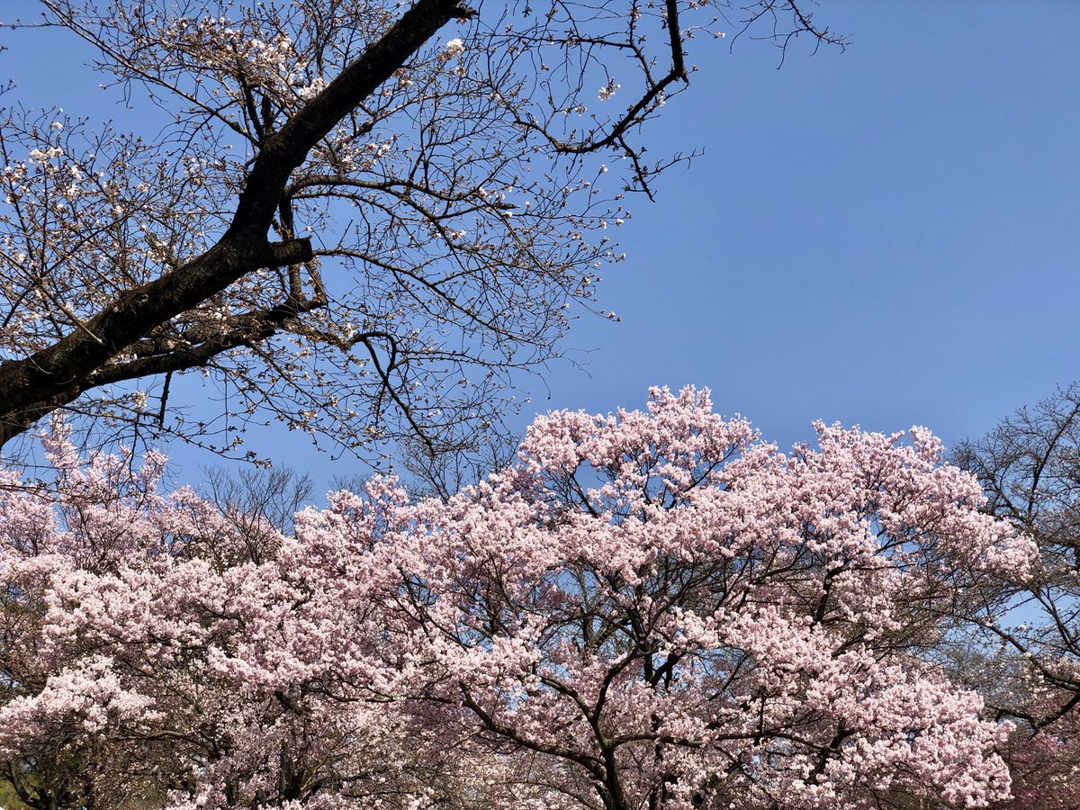 3058non's tweet photo. 春の訪れ
一年ぶりの花見です😁
花粉に負けず、出掛けました🤧
ここは東京新宿御苑❣️
今日は、並ばずに入園できました🫶
まぁまぁの人出。まだ、三分~5分咲き

後、一週間すれば満開です。
枝垂れ桜は満開。
あったかいよりも暑い一日
素晴らしい景色にありがとう🌸🤗 https://t.co/JOvQIKxEPi