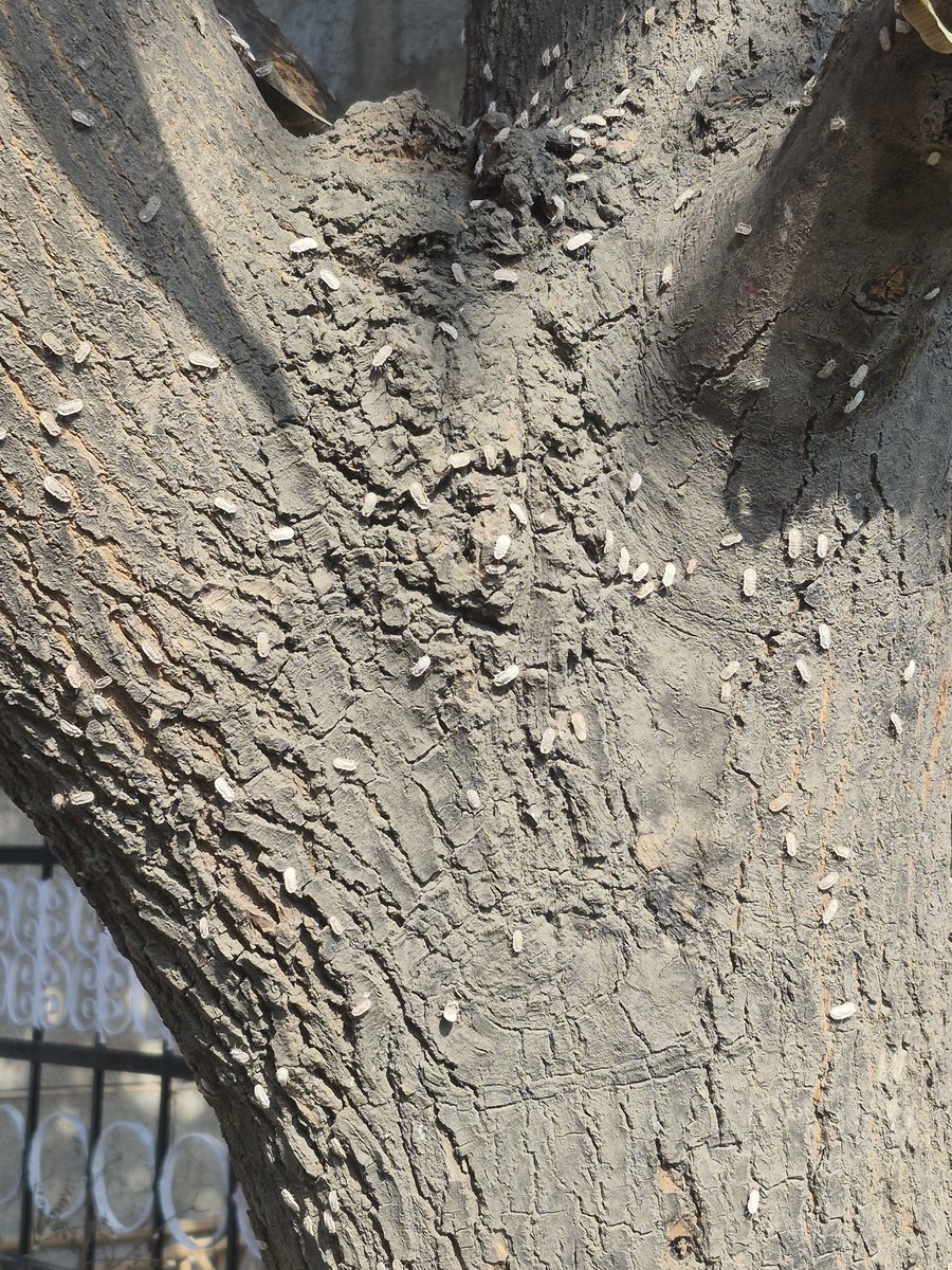 saxenaanilkumar's tweet photo. @CeoNoida @UPCMOffice  Heavy infestation of scaley bugs in Noida. No action
 @noida_authority though reported in Jan 26.
Sharing scaley bugs pics on mango trees in Rajat Vihar, Sector 62.
Pl help with pesticide sprays. https://t.co/ikD7cxjjS7