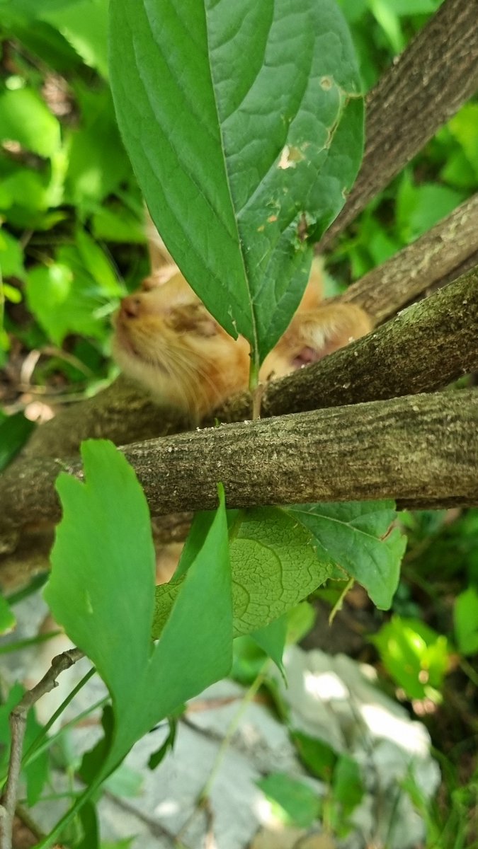 casa_delgatto tweet media