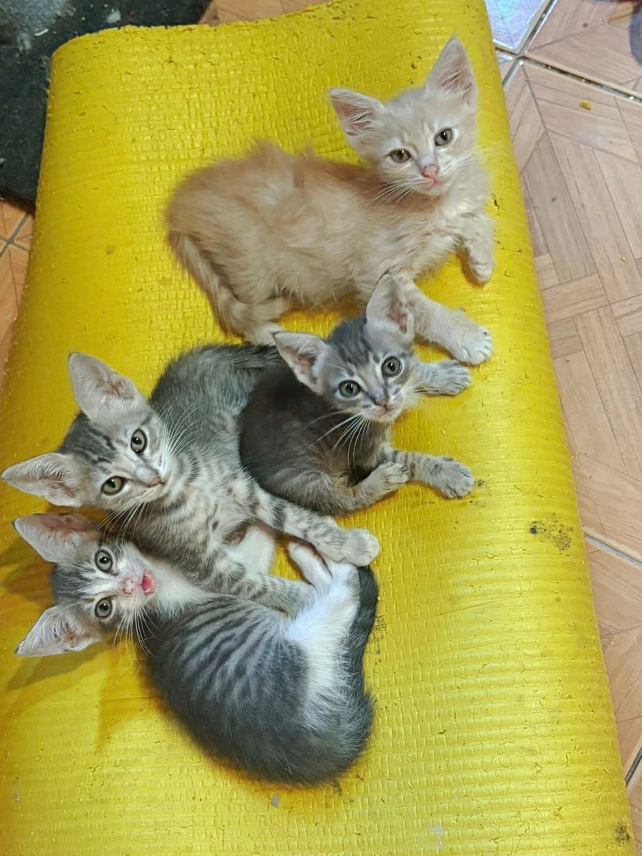 Fundación De Gatitos tweet media