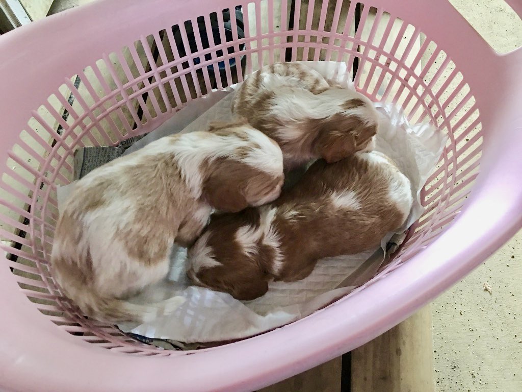 はちべぃ&はちすけ tweet media