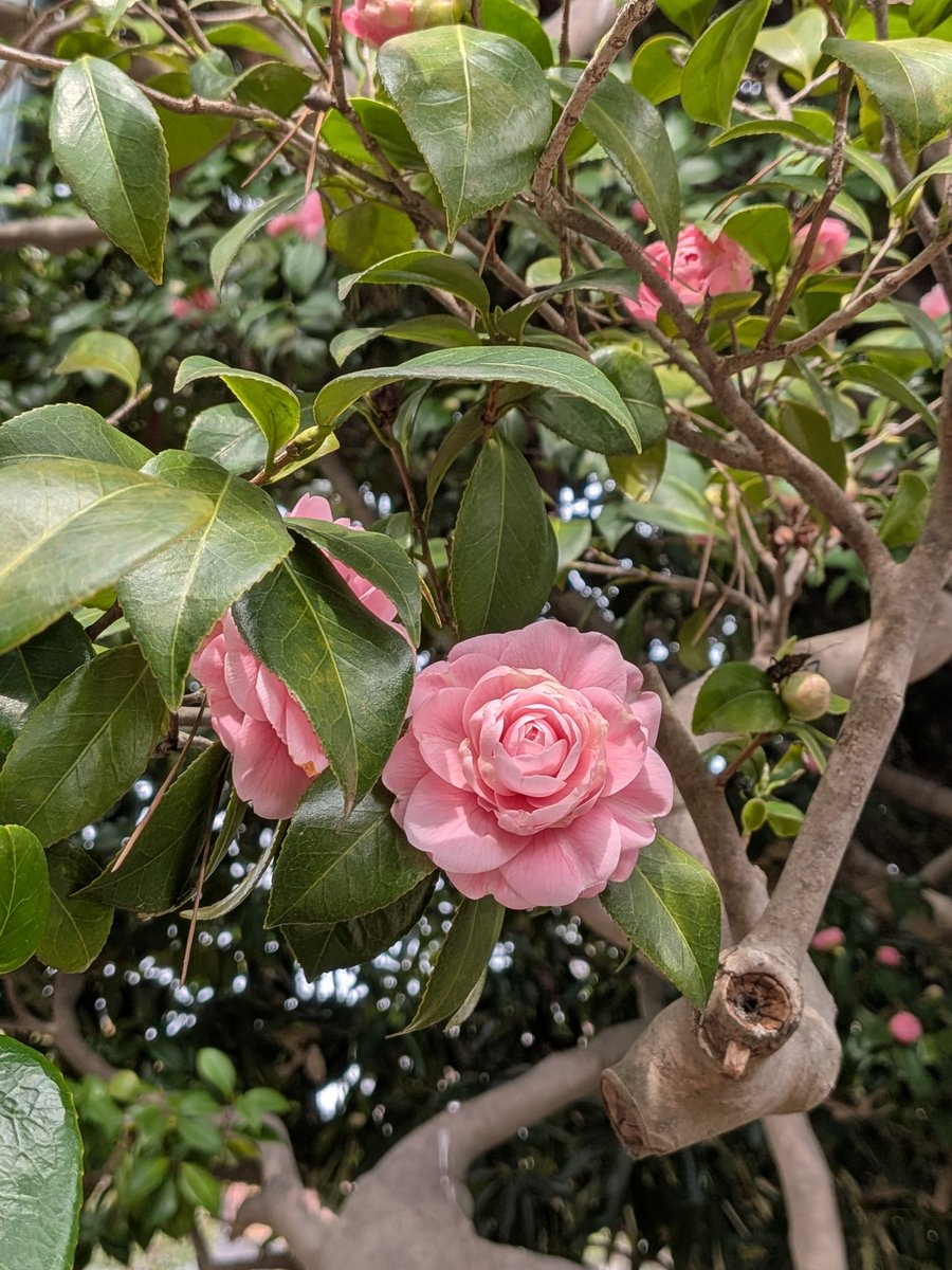 えびみ tweet media