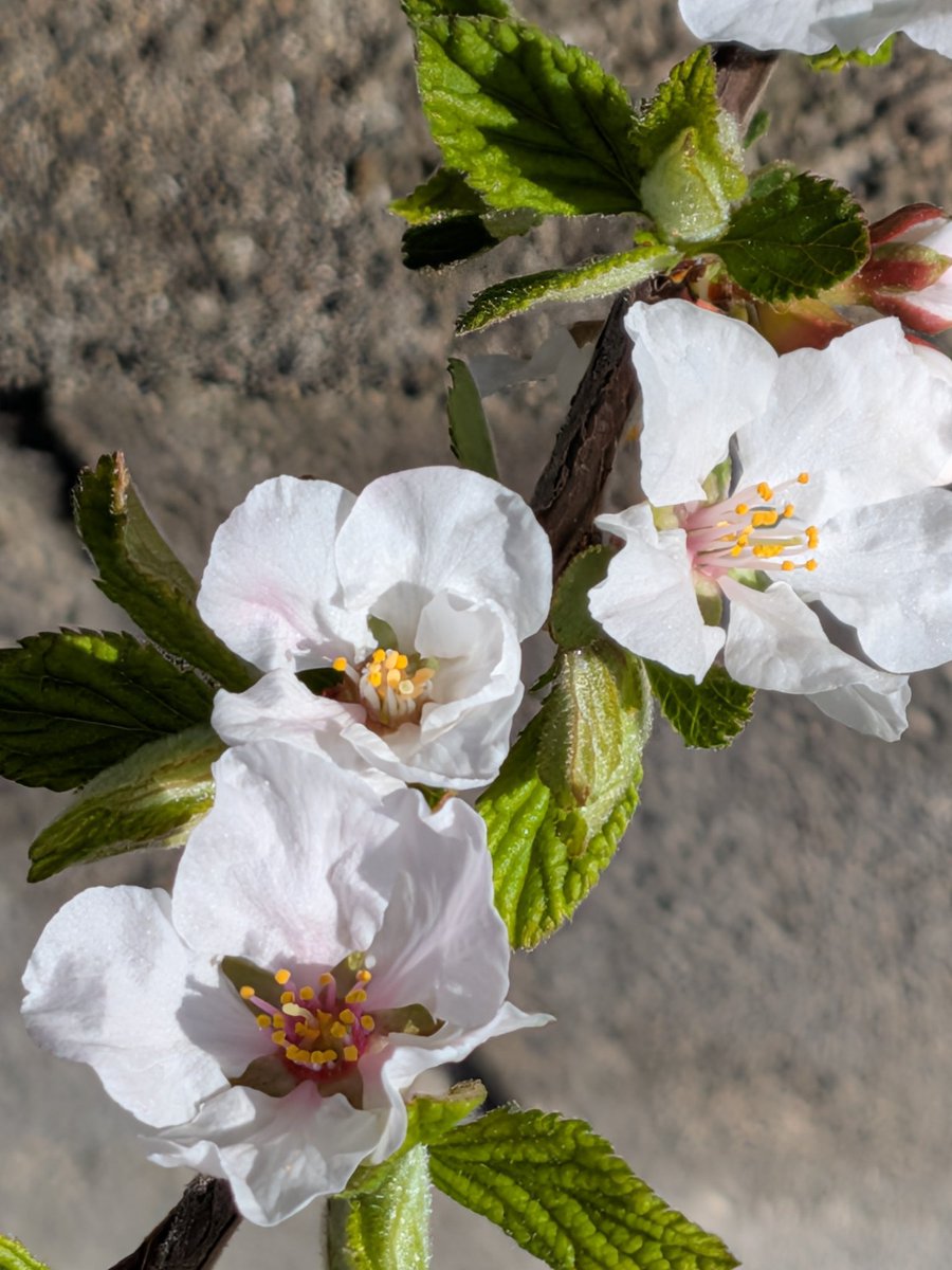 えびみ tweet media