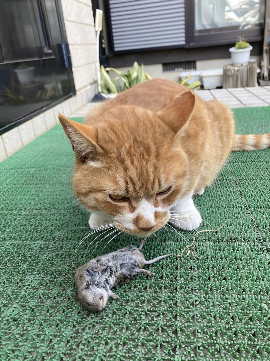 古籏一浩 tweet media