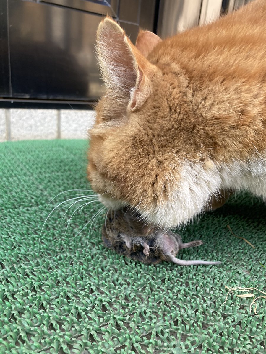 古籏一浩 tweet media