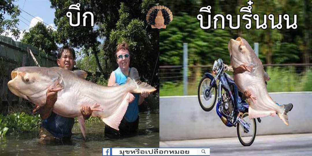 Topp (≧▽≦) Shibari tweet media