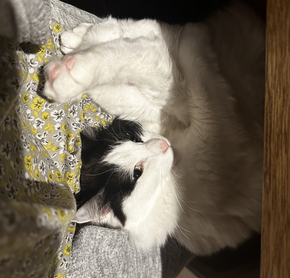 アンとミシェル Anne & Michelle tweet media