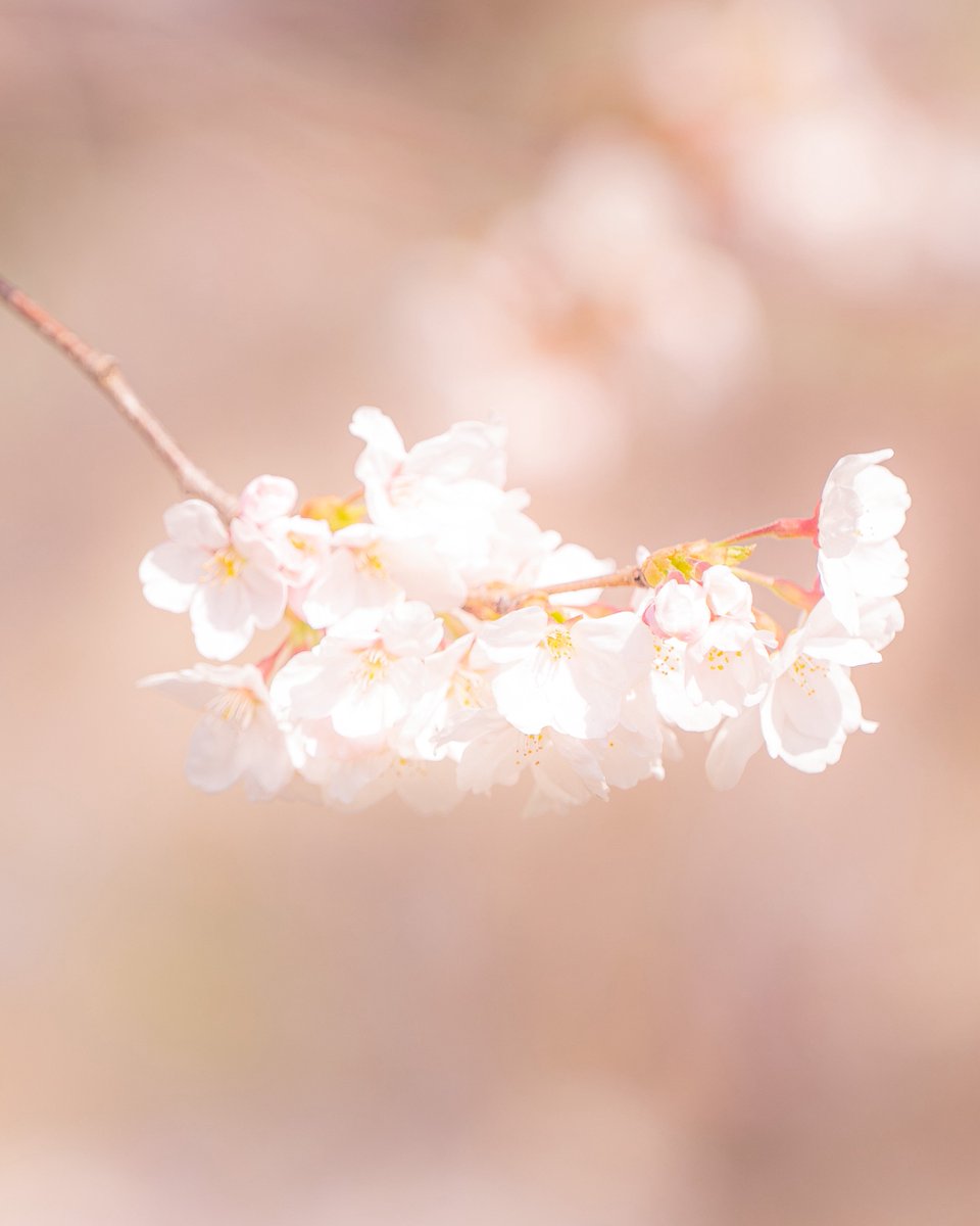 셔터누름돌 tweet media