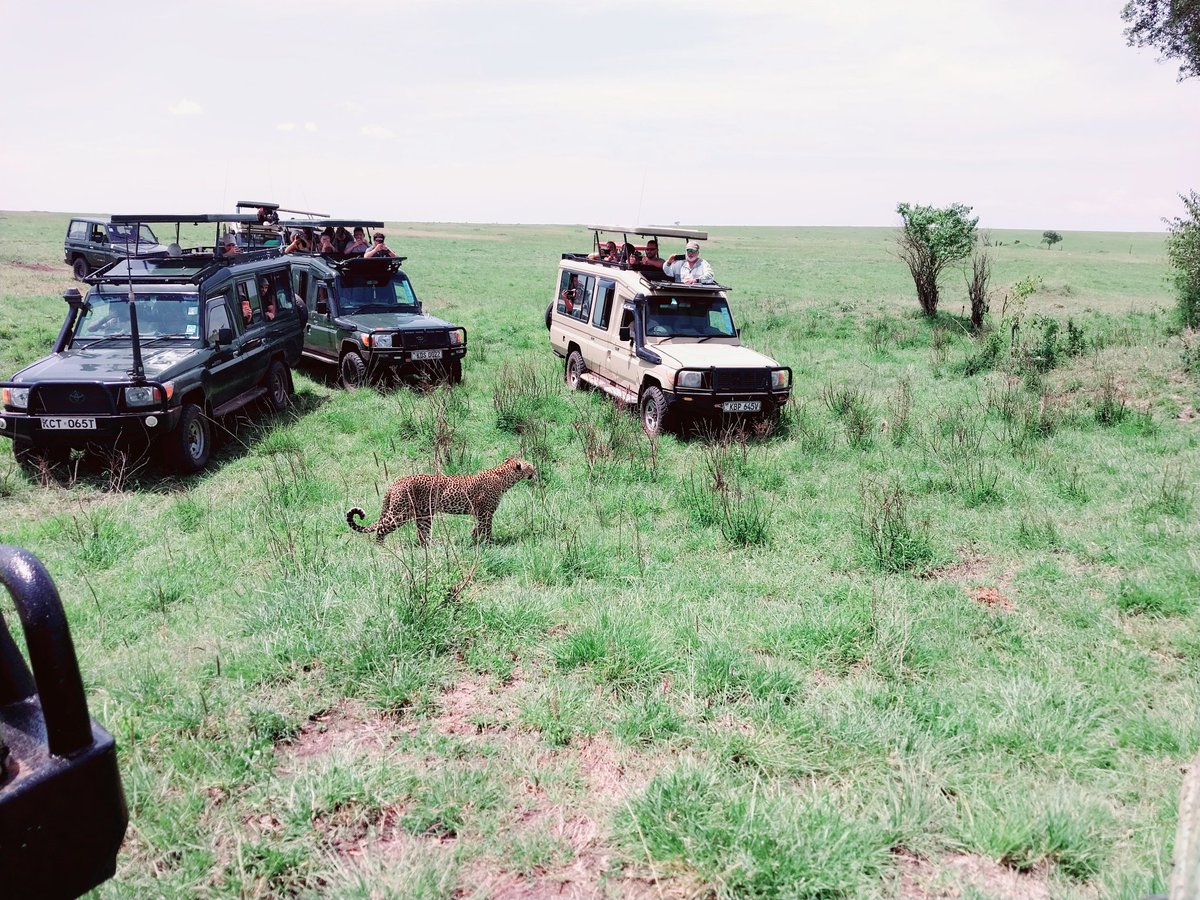 Irembo Africa Safaris tweet media