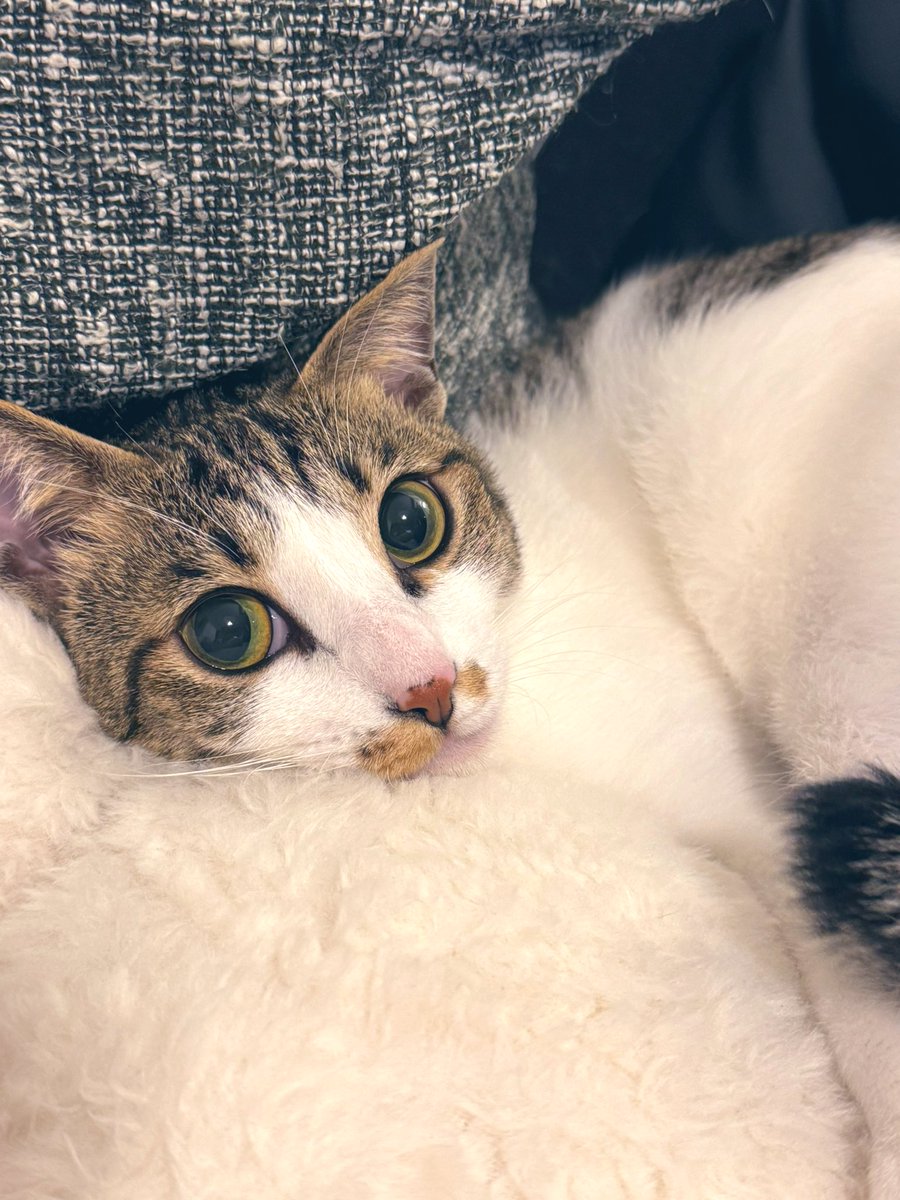 mocca(ともぽん)RoyalLine tweet media