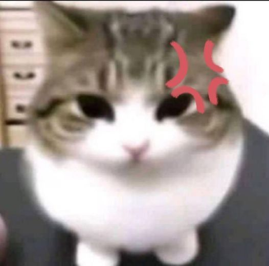 Cat Posted tweet media