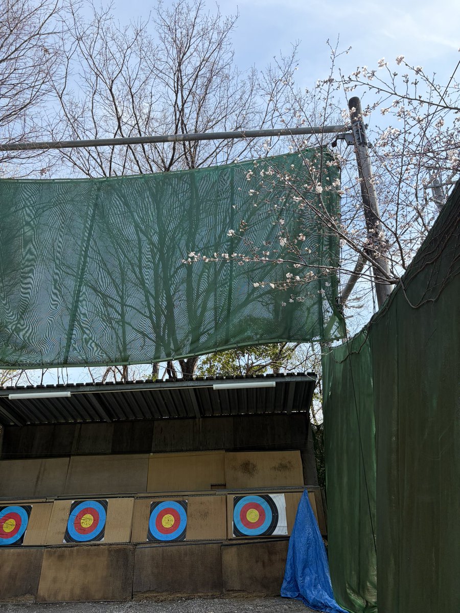 射場の桜が咲いてきていてます！🌸
暖かく練習日よりですね(*´˘`*)