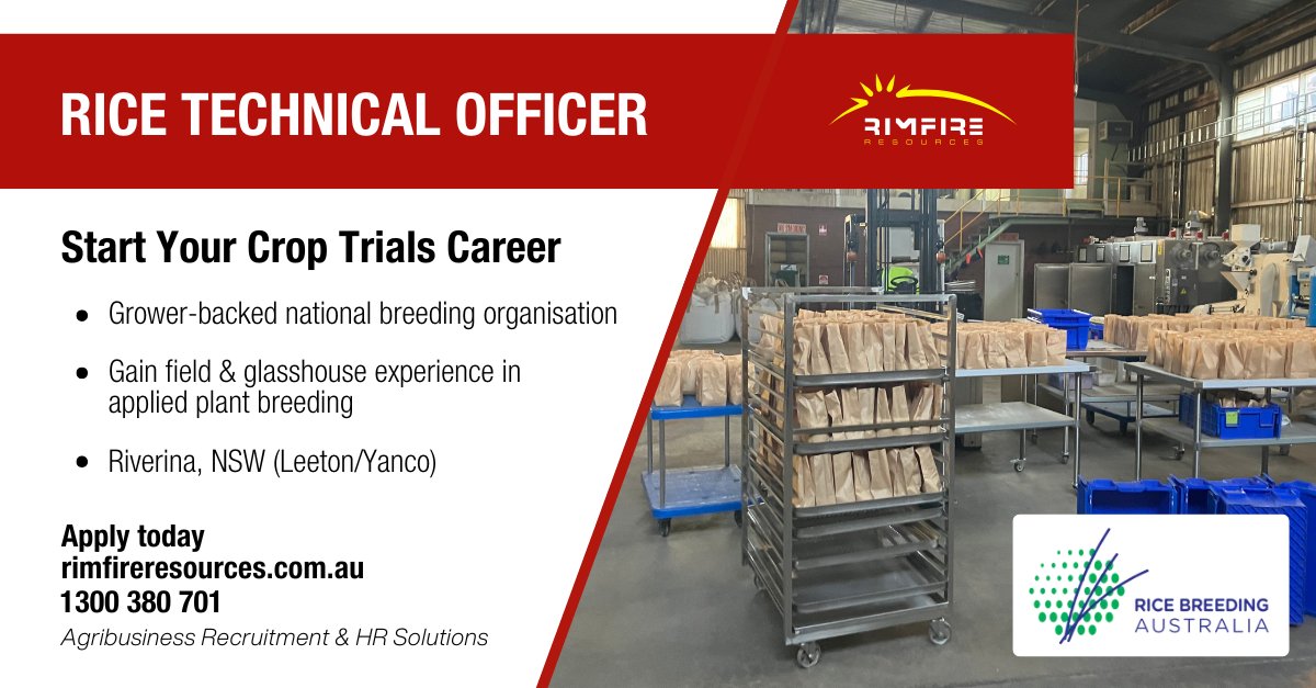rimfireresource's tweet image. A hands-on opportunity to build practical breeding and field research experience within Australia's national rice breeding program.

Apply today: adr.to/r4ljuai

#ricebreeding #fieldresearch #agriculture #agribusiness #agjobs #rimfireresources