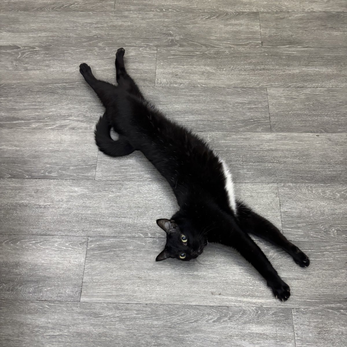 Zinnia ❄️ | VtuberTH tweet media