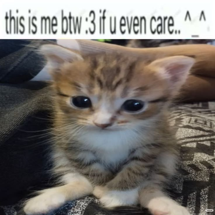 Cat Posted (@CatPosted) on X