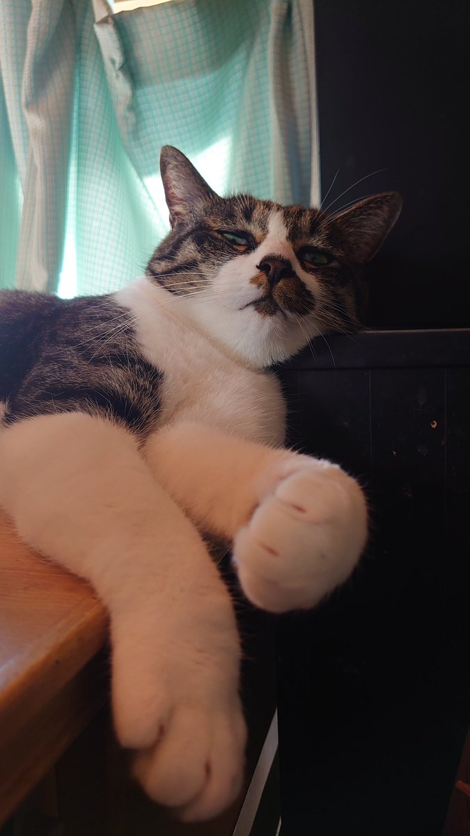 熱吸収率の高い毛色のせいで日向ぼっこするとすぐ熱にやられる猫