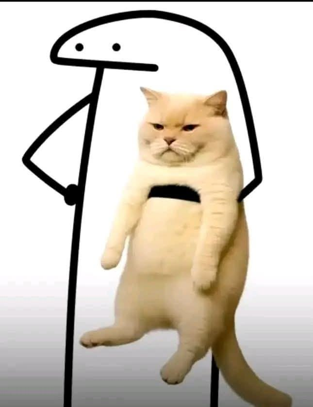 Cat Posted tweet media