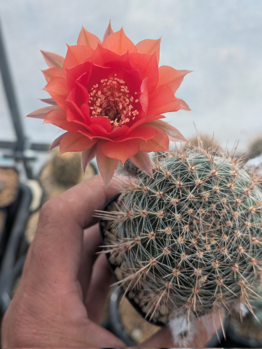 ハゲ散らカクタス店長岡田の草の趣味 tweet media