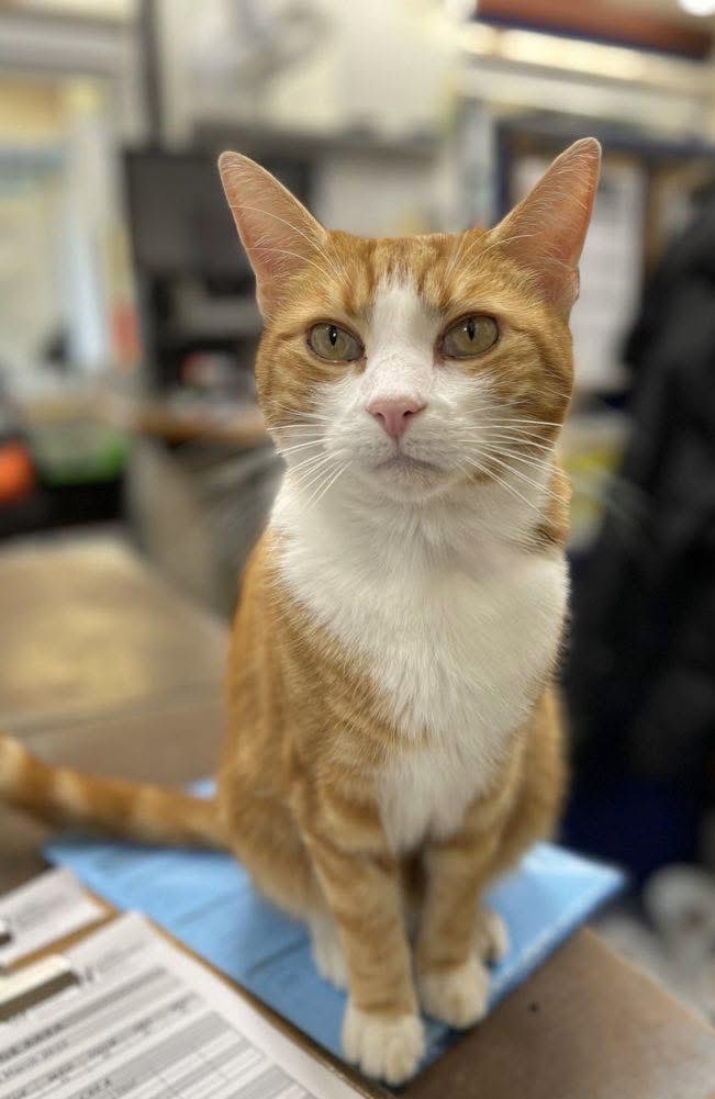 George The Stourbridge Junction Station Cat tweet media