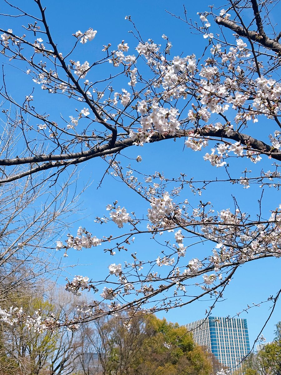 petit_nurse's tweet photo. 第115回看護師国家試験 合格発表 ❀˖°

☑️合格基準
必修：40点以上／50点
一般・状況設定：166点以上／249点

☑️合格率
88.3％（うち新卒94.1％）

桜が咲いたみなさん、おめでとうございます🌸

※出典：厚生労働省にて配布の報道機関向け資料 https://t.co/OqCBUOHn1n