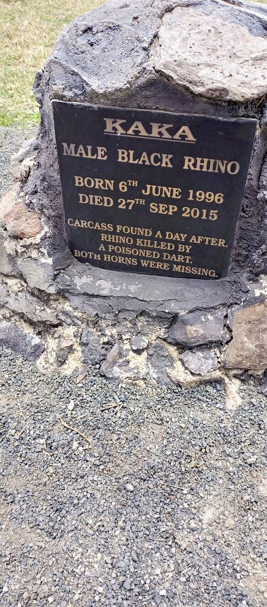 RHINO KENNEDY 🌱🦏💚💪🏾 tweet media