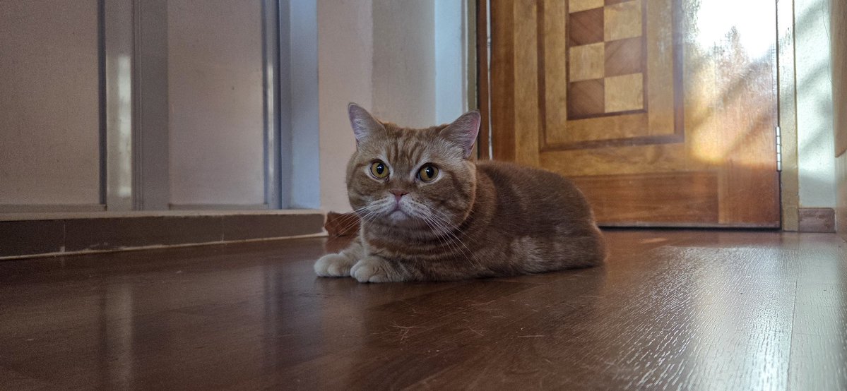 SleepyK9 tweet media