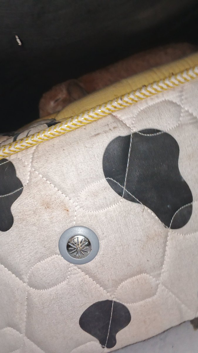 iol 小兔子, les mandarin hsk tweet media