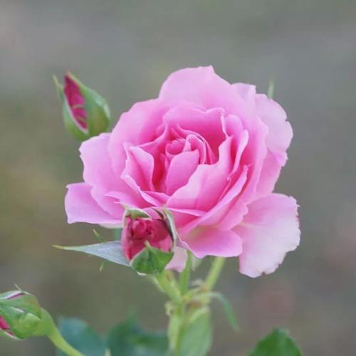 senid87 tweet picture