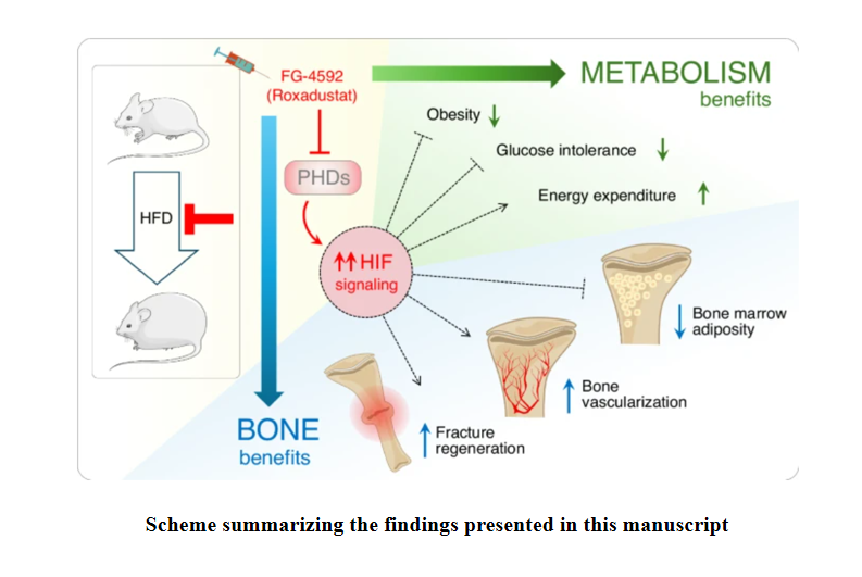 Bone Research_Editorial Office tweet media