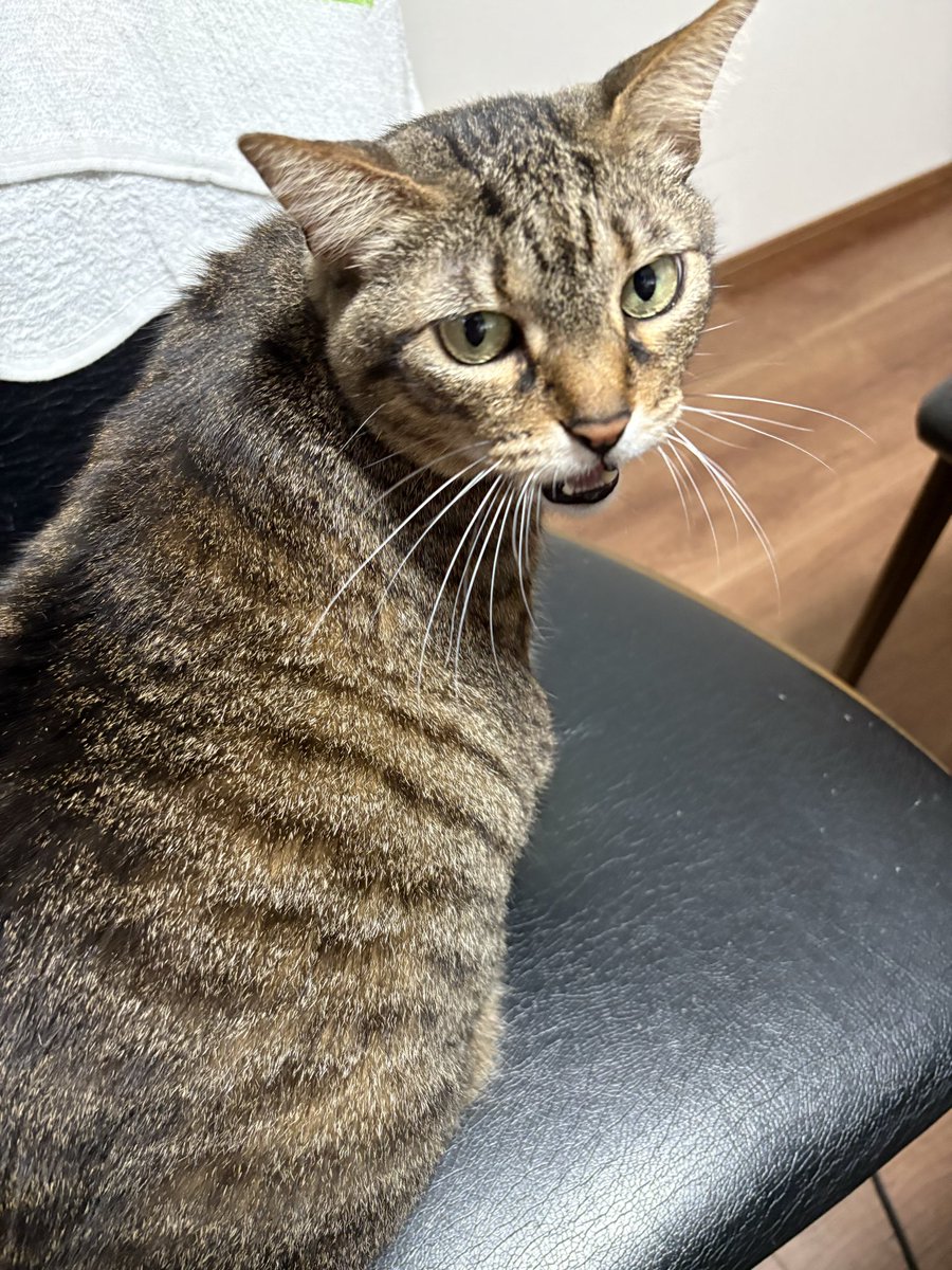 🦍いすいばるーん🎈下僕と猫(ご主人様)の物語 tweet media