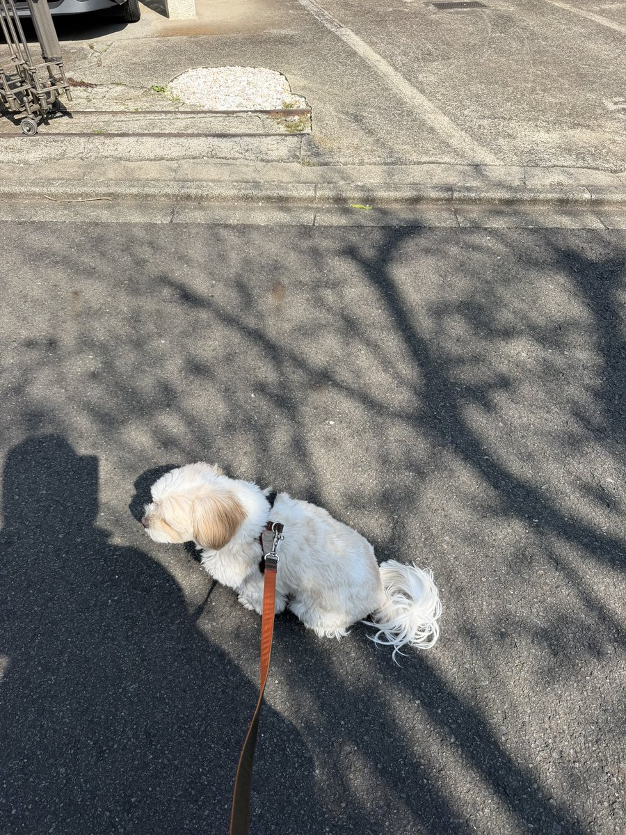 大体の恋愛ソング、犬にも置き換えれるな