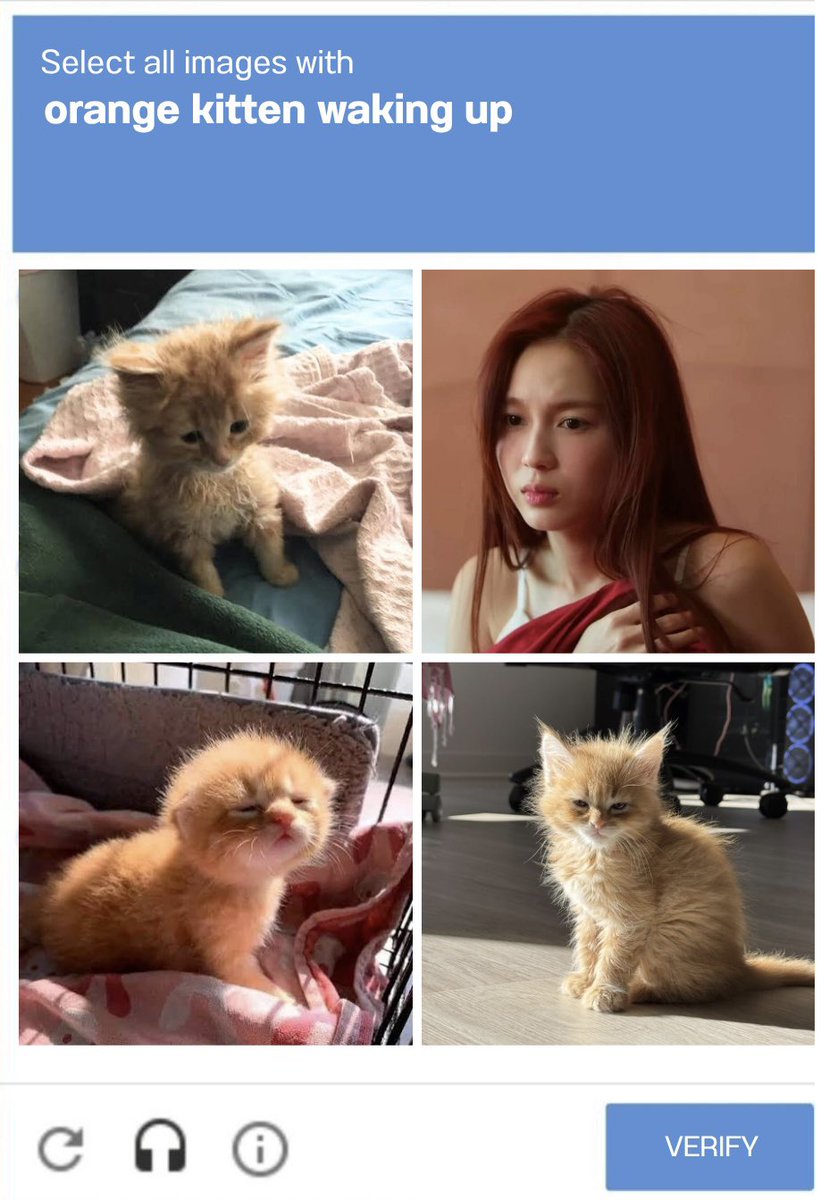 🐾 ᴋɴɴ tweet media