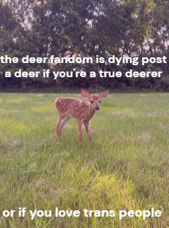 John fawn tweet media