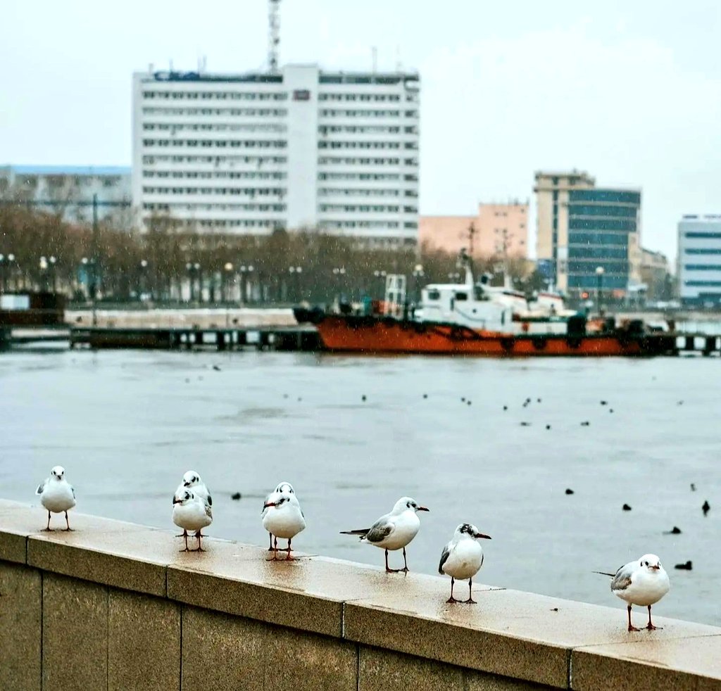 Marusia novoposs tweet media