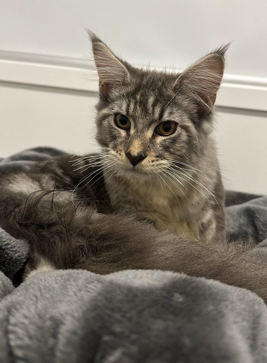 Lesbian al-Gaib tweet media