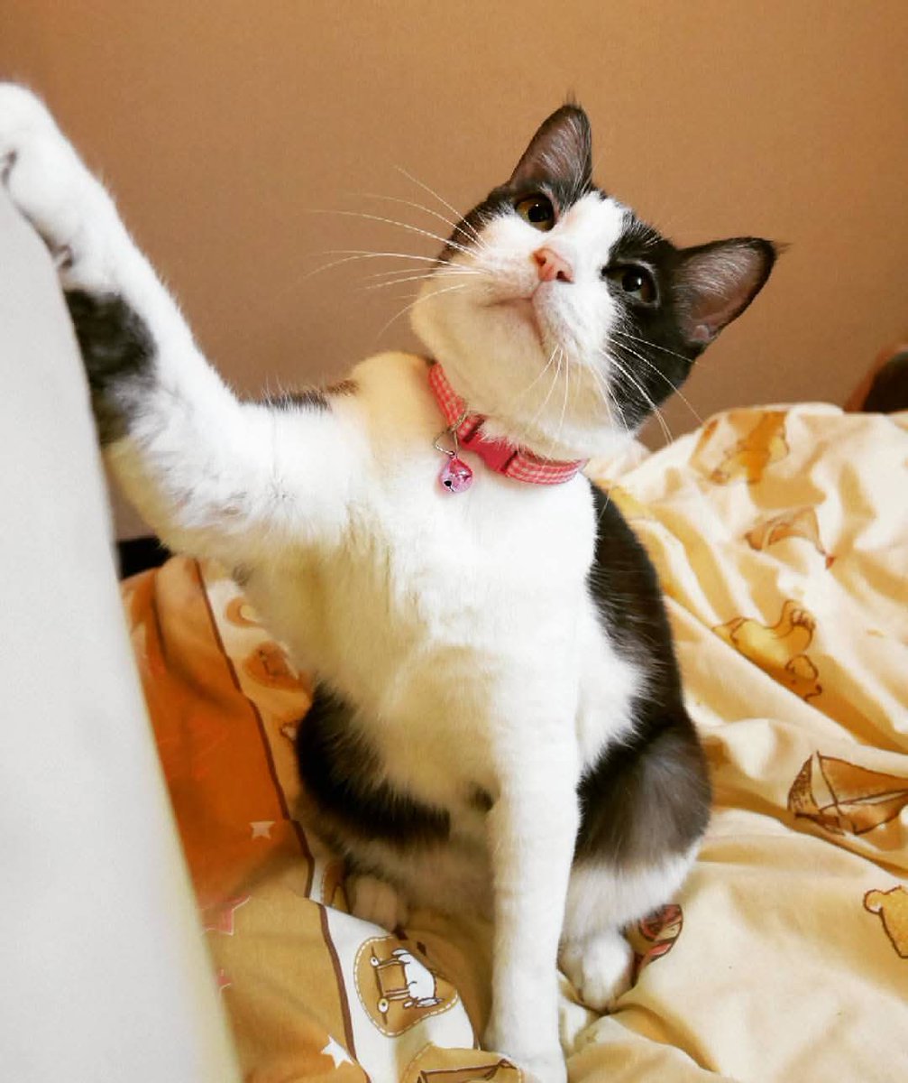 TinyBirb🐦 tweet media