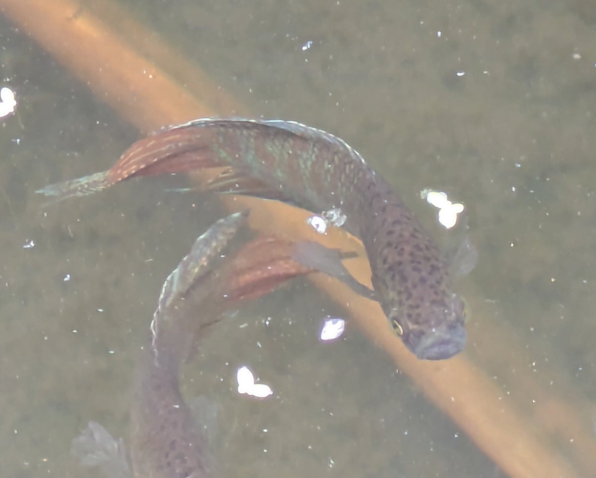 ひっとみん tweet media