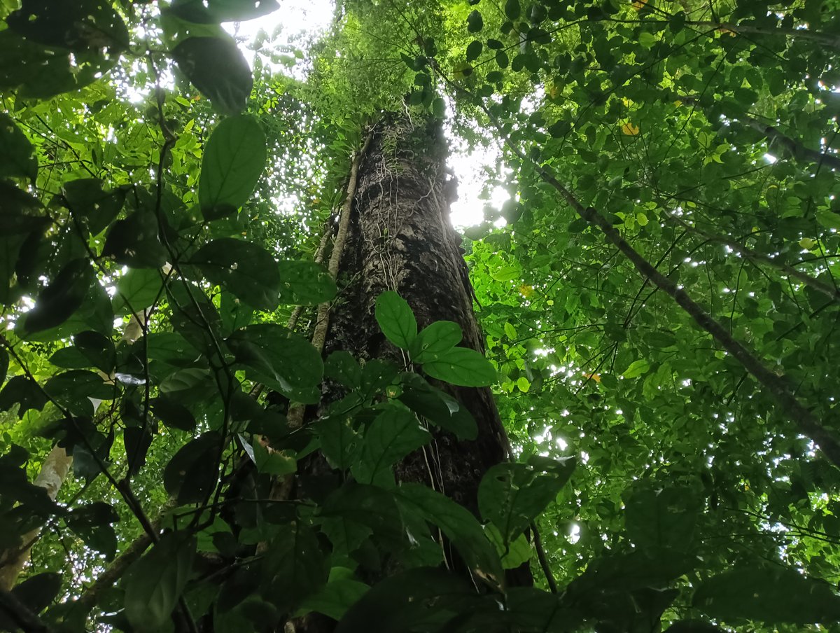 InsartoursB's tweet photo. クバ国立公園の滝へのトレッキングは、
巨木で一杯です。 https://t.co/NdoWxNY48H