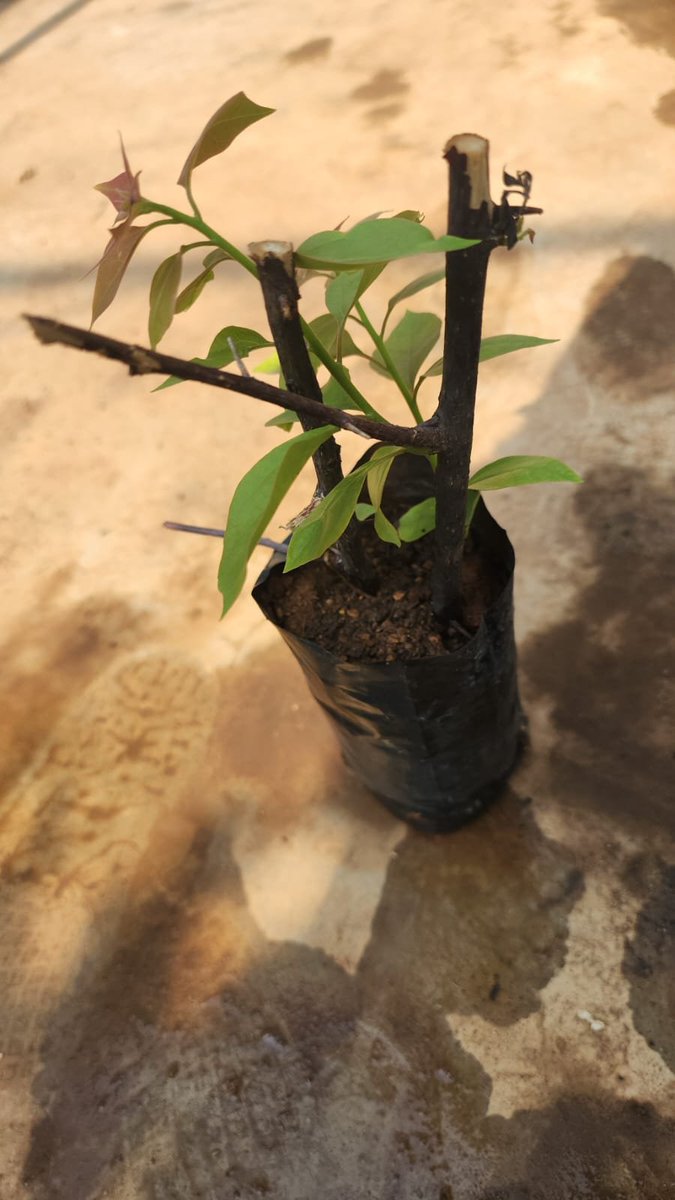 KitChitKat's tweet photo. @raziasworld @niileshraichura Fresh beginnings
#stemcutting
#Bougainvillea https://t.co/LwOW9Bax4d