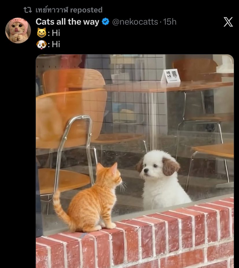 𝐭𝐚𝐰𝐚𝐧𝒄𝒉𝒂𝒑𝒕𝒆𝒓. tweet media