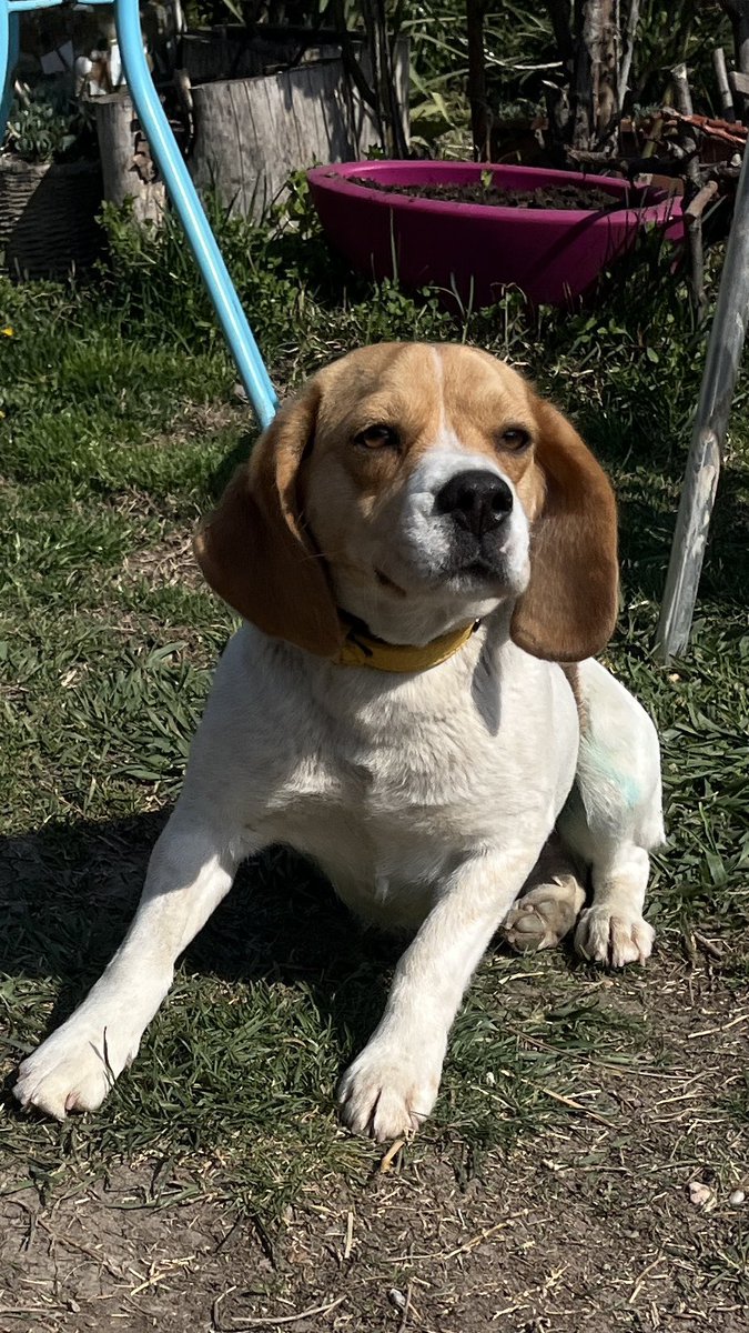 Živorad Milenkovic tweet media