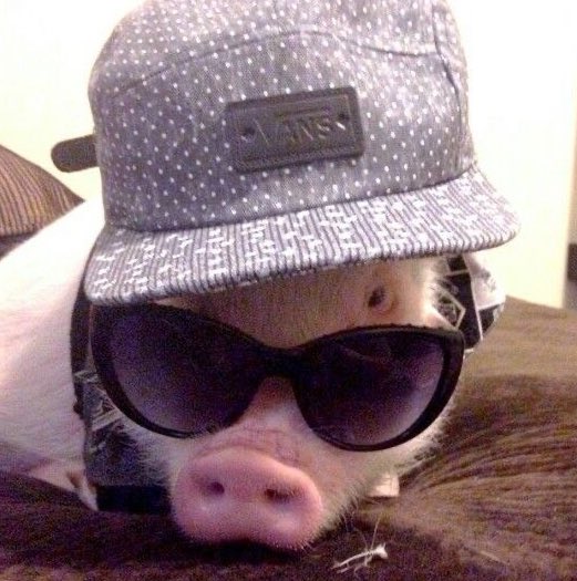 นี่มันหมูอู๊ดนี่หน่า 𑣲₍ ᐢ.🐽.ᐢ₎