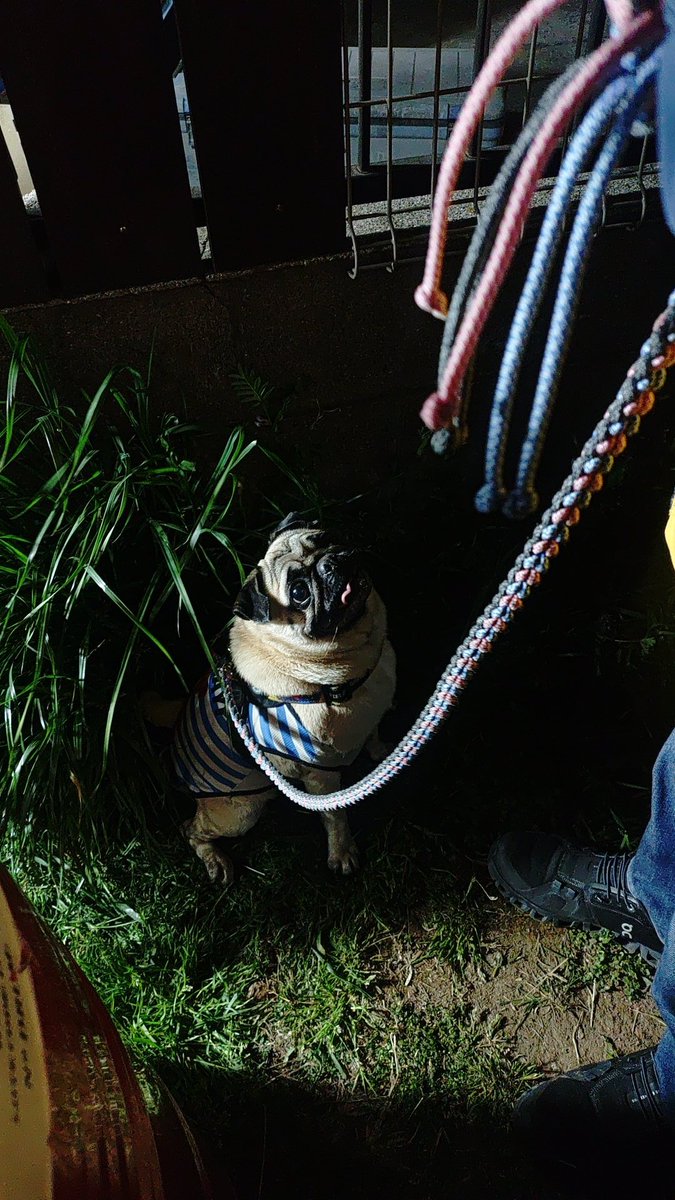 パグ獣🐶作った人→あきぱぐ🐶 tweet media